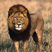 Kruger National Park