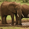 Addo Elephant Back Safaris Addo Elephant Back Safaris
