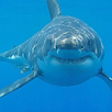Great White Shark Surface Viewing & Cage Diving Trips Great White Shark Surface Viewing & Cage Diving Trips