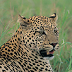 Kruger National Park Morning and Afternoon Game Drives Kruger National Park Morning and Afternoon Game Drives