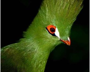 Birds of Eden Bird Sanctuary Birds of Eden Bird Sanctuary