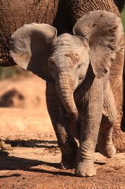 Hiking - Addo Elephant National Park