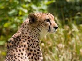 Cango Wildlife Ranch and Cheetahland Cango Wildlife Ranch and Cheetahland