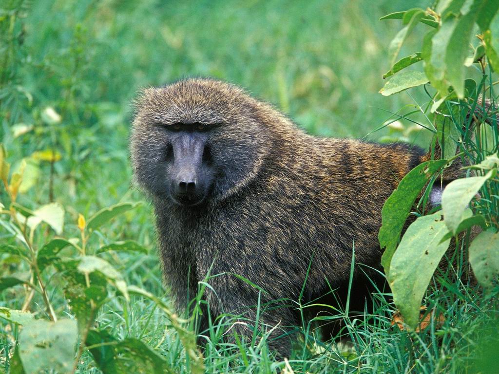 Baboon Walks