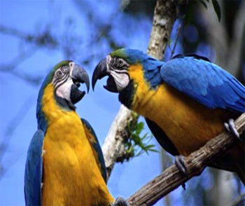 Birds of Eden - Plettenberg Bay Birds of Eden - Plettenberg Bay