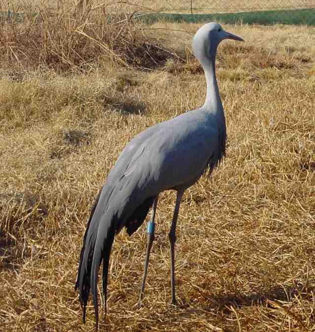 Austin Roberts Bird Sanctuary Austin Roberts Bird Sanctuary