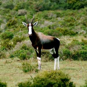 Bontebok National Park