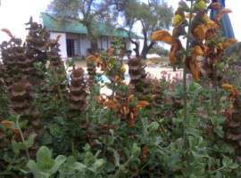 Bucklands Luxury Tented Camp
