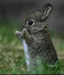 Bunny Park