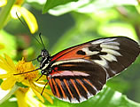 Butterfly World Butterfly World