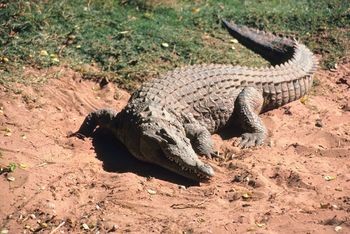 Riverbend Crocodile Farm