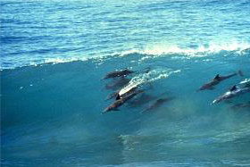Dolphin Coast Beaches Dolphin Coast Beaches