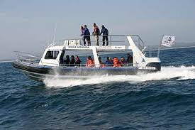 Dyer Island Cruises
