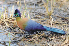 Enseleni Nature Reserve