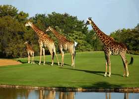 Hans Merensky Golf Course