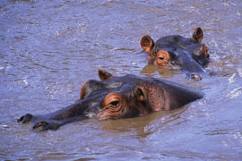 Richards Bay Game Reserve