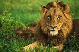 Lion Park