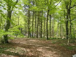 Forest Walks Forest Walks
