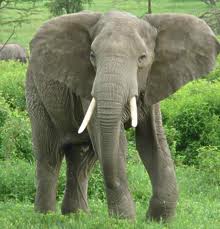 Game Drives - Addo Elephant National Park