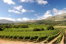 Cape Town Scenic Drive: Constantia Wine Route