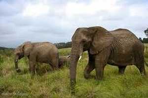 Day drive to the Noetzie, Brackenhill Falls, Garden of Eden and Knysna Elephant Park