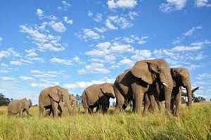 Knysna Elephant Park