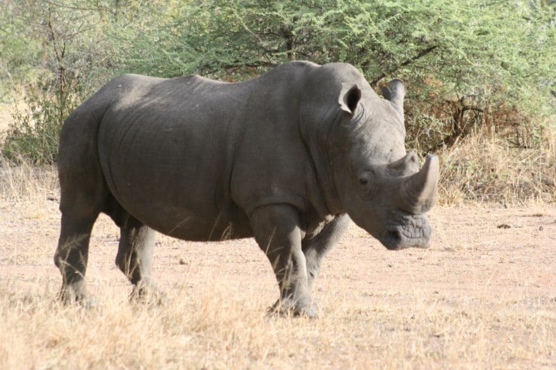 Kruger Park