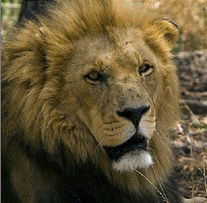 Drakenstein Lion Park