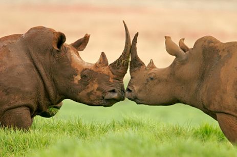 Lephalale & Surrounds