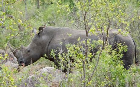 Mthethomusha Game Reserve
