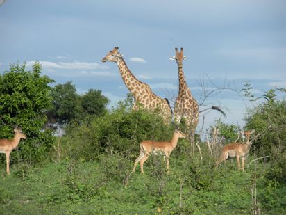 Chobe National Park