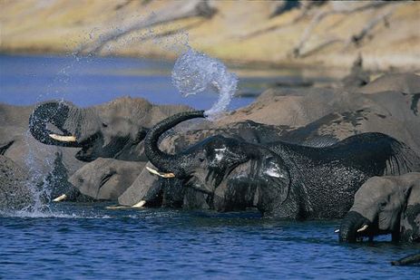 Chobe National Park