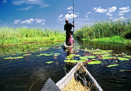 Moremi & Okavango Delta