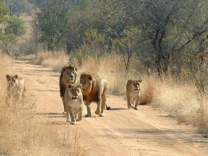 Mabula Game Reserve