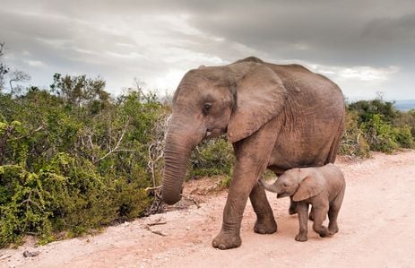 The Addo Elephant National Park