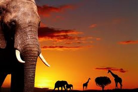 The Wildlife Discovery Tour (Southbound)