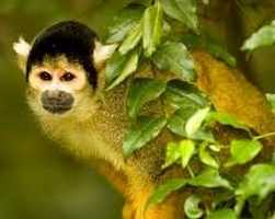 Drive from Plettenberg Bay to Monkeyland