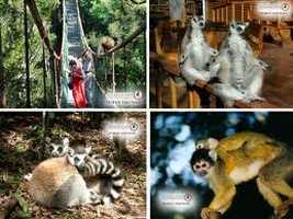Monkeyland Primate Sanctuary