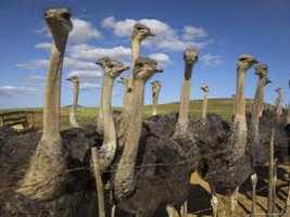 Ostrich Farms