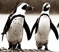 Boulders Penguin Colony
