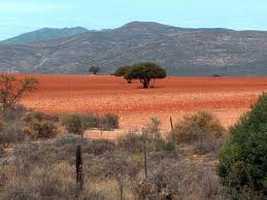 Red Desert