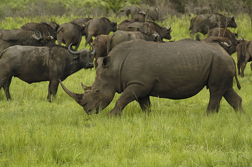 Hluhluwe-Umfolozi Game Reserve