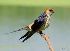 Rondebult Bird Sanctuary
