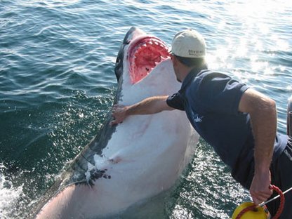 Natal Sharks Board Natal Sharks Board