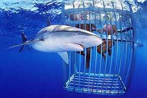 Shark Cage Diving - Gansbaai