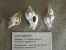 Shell Museum & Aquarium