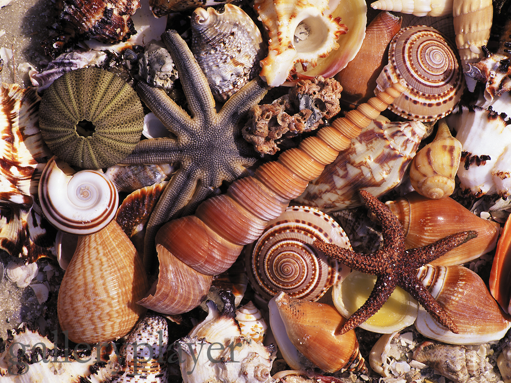 Charlotte Kritzinger Shell Museum