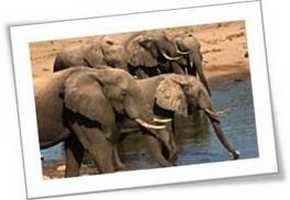 Tembe Elephant Park