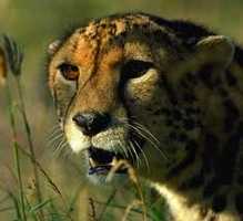 The Ann van Dyk Cheetah Centre (De Wildt)