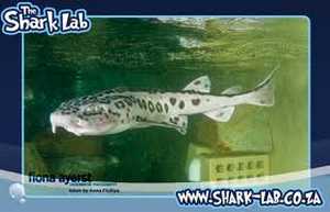 The Shark Lab, Mossel Bay